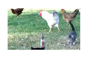 baromfi