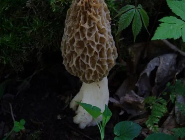 Friss lóbab és kucsmagomba ragu fehérhalakkal